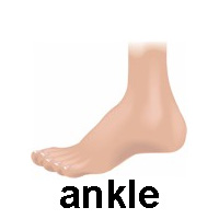 ankle