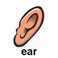 ear