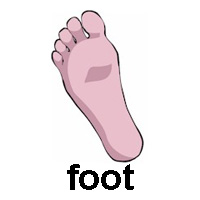 foot