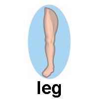 leg