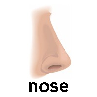 nose