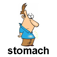stomach