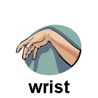 wrist