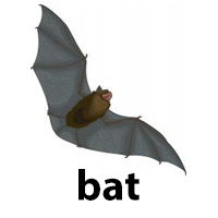 bat