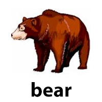 bear