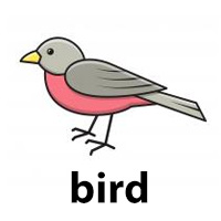 bird