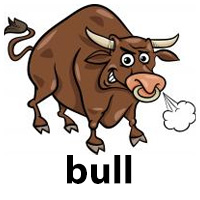 bull