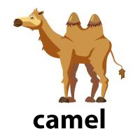 camel