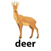 deer