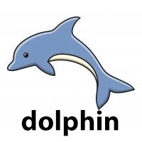 dolphin