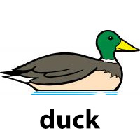 duck
