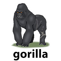 gorilla