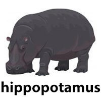 hippopotamus