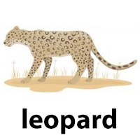 leopard