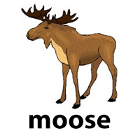 moose