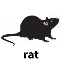 rat