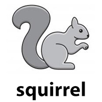 squirrel