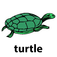 turtle