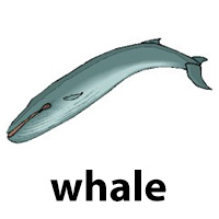 whale