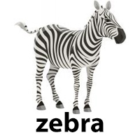 zebra
