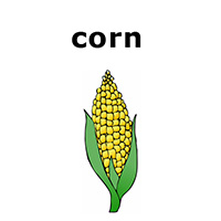 corn