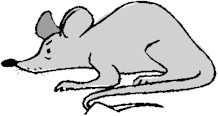 rat