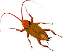 cockroach