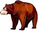 bear