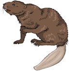 beaver