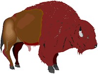 bison