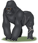 gorilla