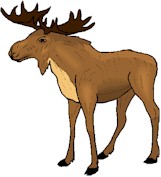 moose