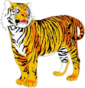 tiger