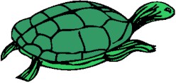 turtle