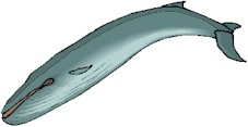 whale