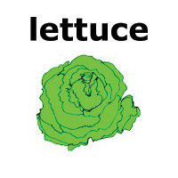 lettuce