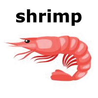 shrimp