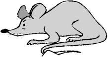 rat