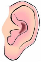 ear