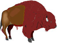 bison