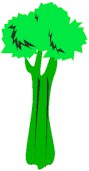celery