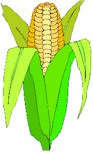 corn