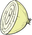 onion