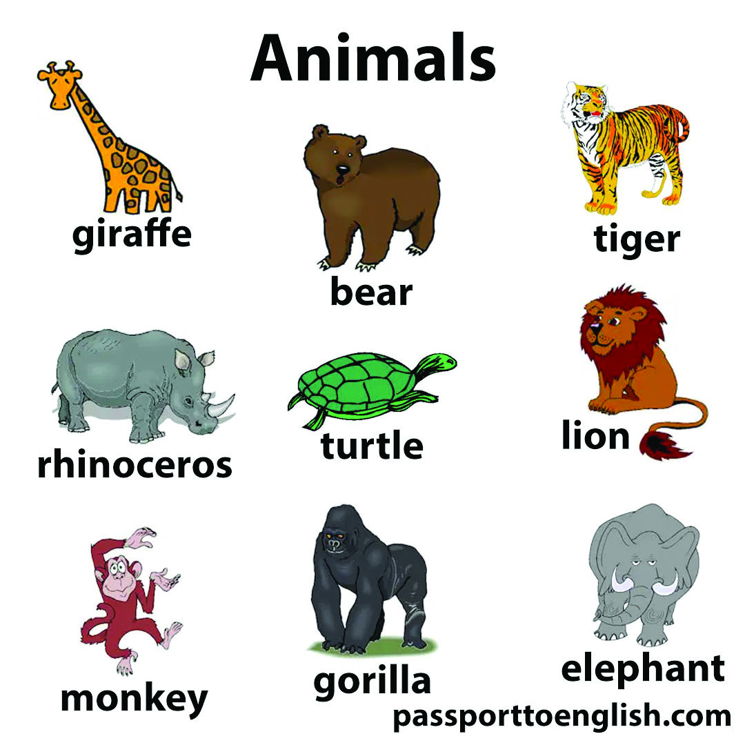 animales infografía